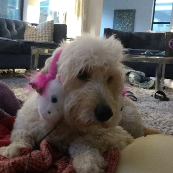 Meet your Posher, William - Picture 1 of 1